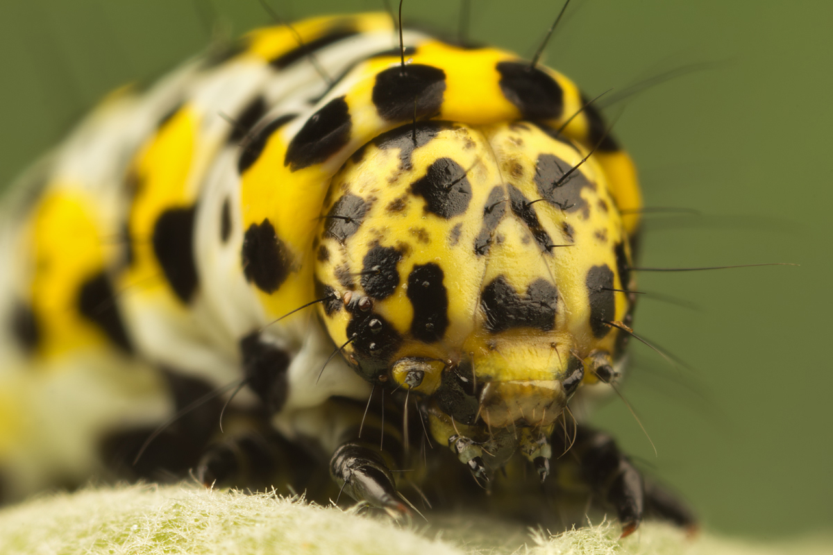 Mullein Moth caterpillar 1